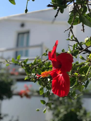 Andriani's Guest House (Adults Only) main