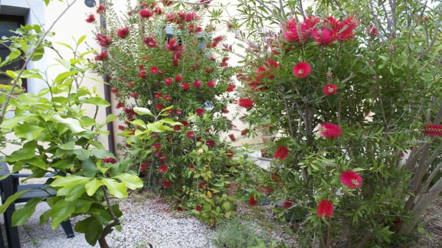 Residence Giuly Rosselmini 3