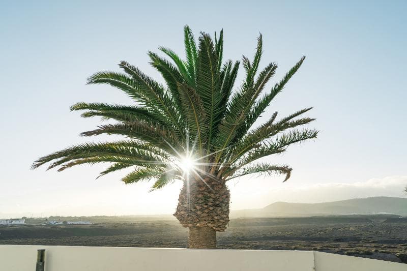 Sentido Aequora Lanzarote Suites 4