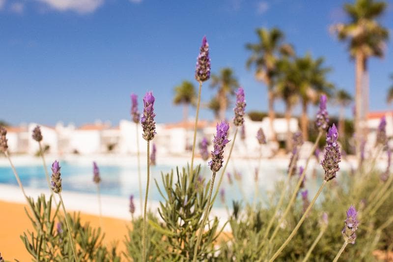 Sagitario Menorca Mar Apartments Adults Only 5