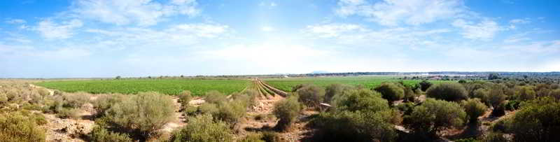 Sa Bassa Plana photo 1