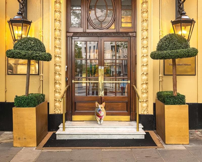The Waldorf Hilton, London 4