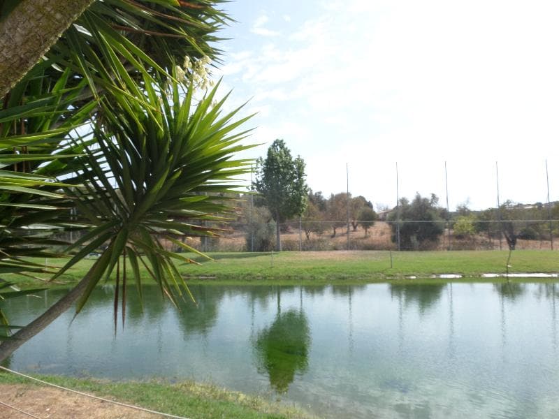 The Navigator - Palm Oasis Alvor 4