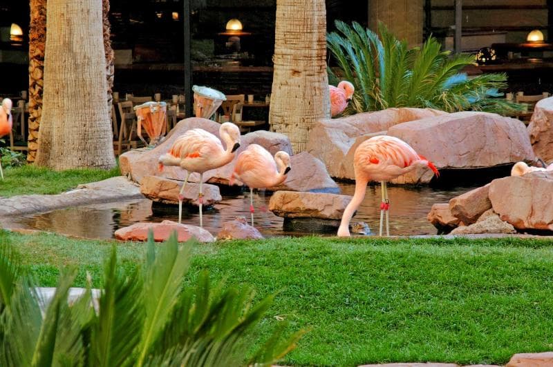 Flamingo Las Vegas 2