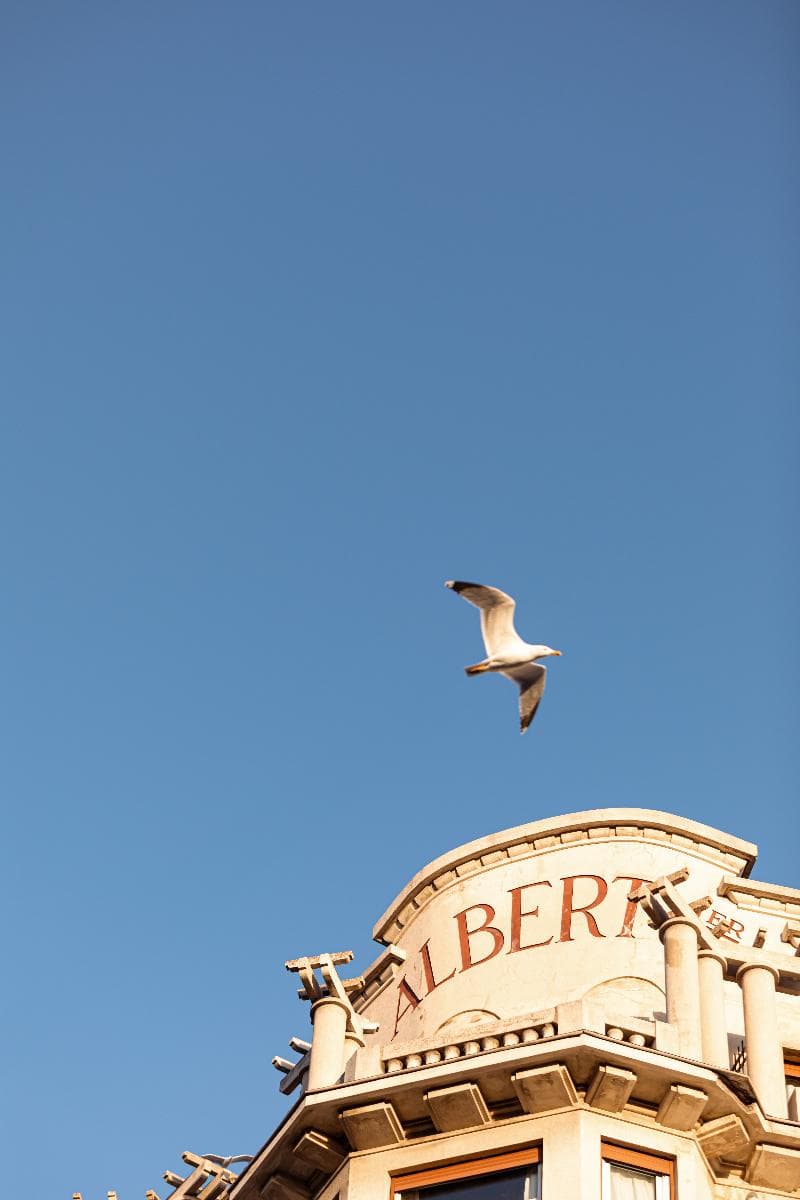 Albert Premier photo 1