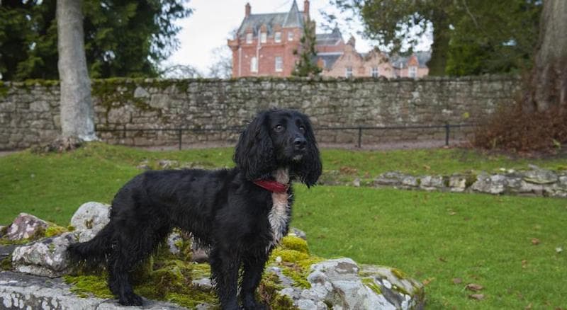 Dryburgh Abbey 5