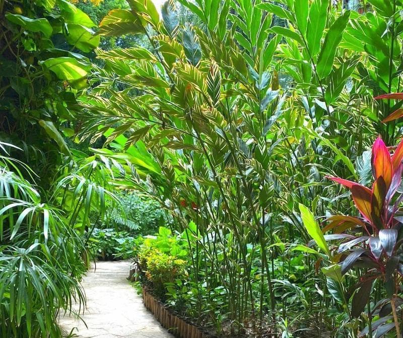 La Ceiba Chiapa De Corzo 4
