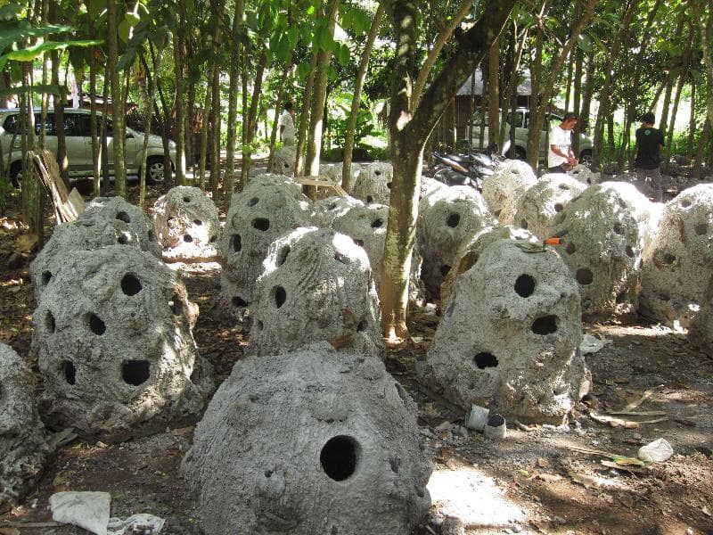 Alila Manggis 2