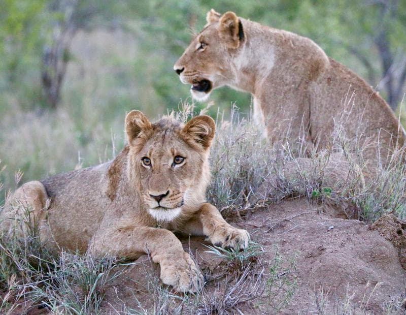 Imbali Safari Lodge 5
