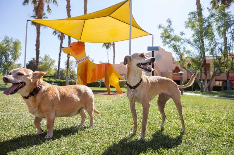 The Westin Rancho Mirage Golf Resort & Spa 2