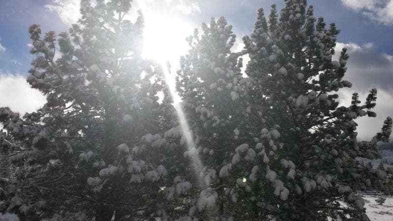 The Mammoth Creek Inn 2