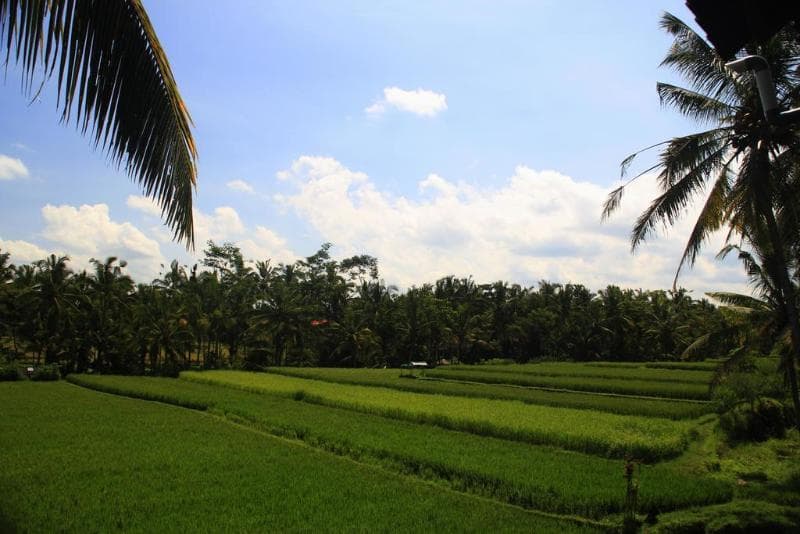Junjungan Ubud Hotel & Spa 5