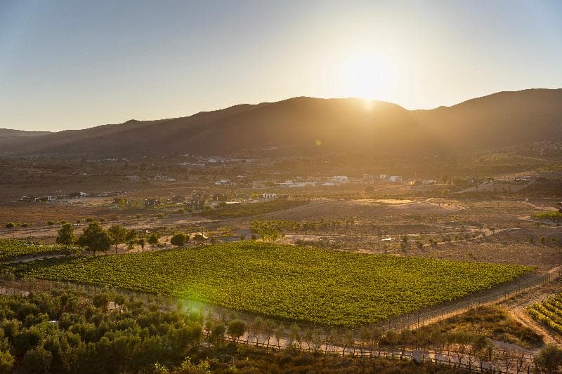 Banyan Tree Veya Valle de Guadalupe photo 1