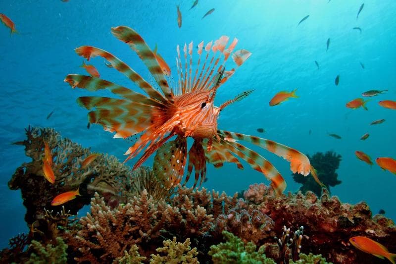 Renaissance Sharm El Sheikh Golden View Beach Resort 3