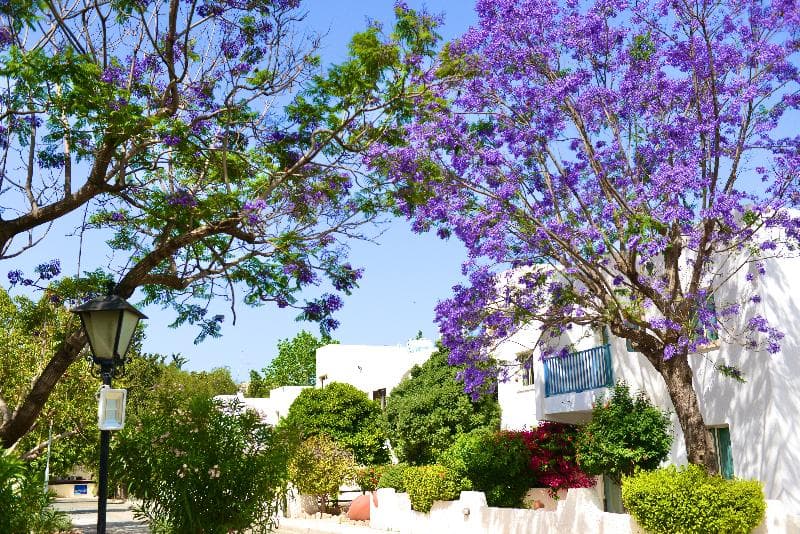 Paphos Gardens Holiday Resort 2