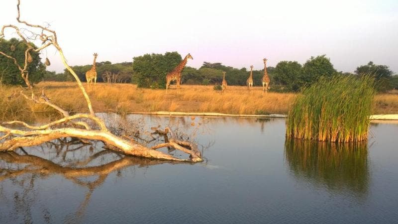 Gooderson Bushlands Game Lodge 4
