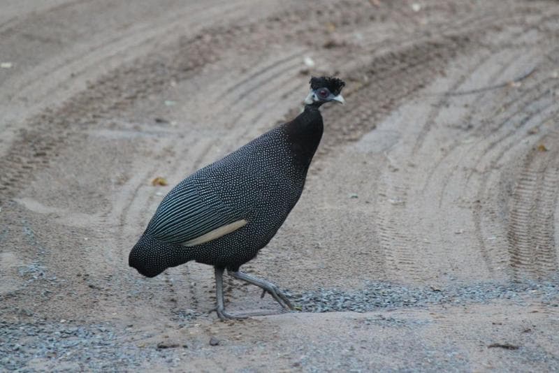 Gooderson Bushlands Game Lodge 5
