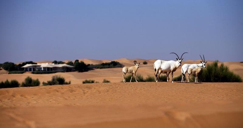 Al Maha A Luxury Collection Desert Resort & Spa Dubai - Adults Only 5