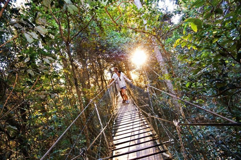 O'Reilly's Rainforest Retreat 3
