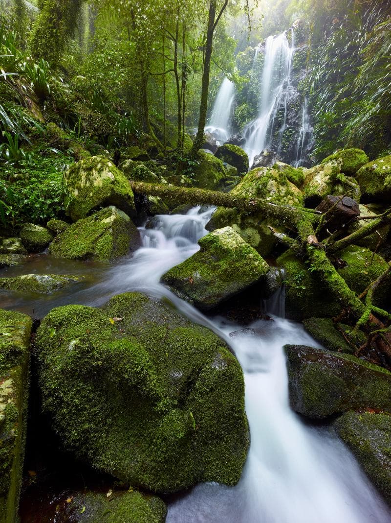 O'Reilly's Rainforest Retreat 4