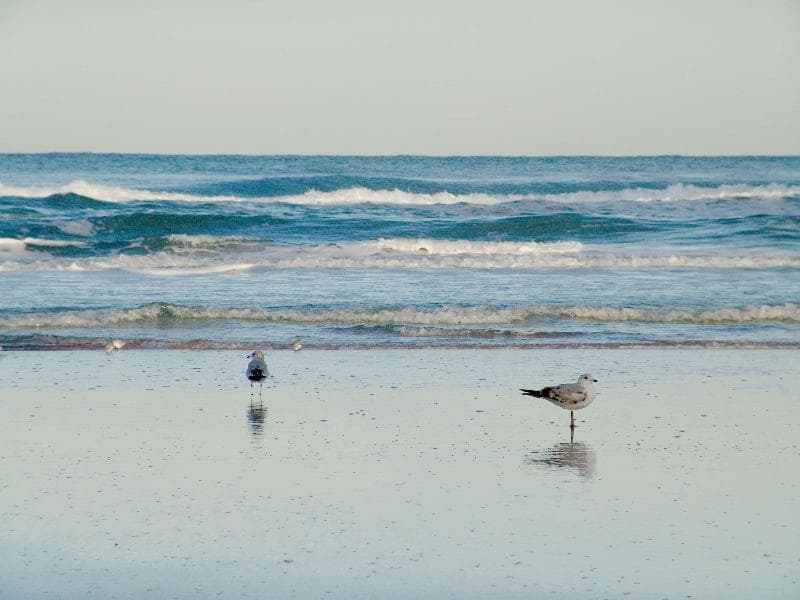 Hampton Inn Daytona Shores-Oceanfront 3