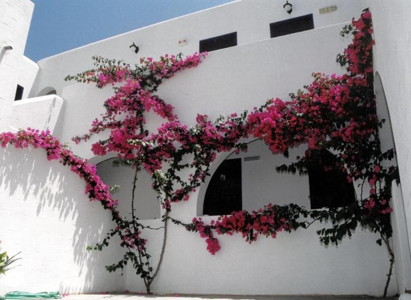 San Antonio Summer House 2