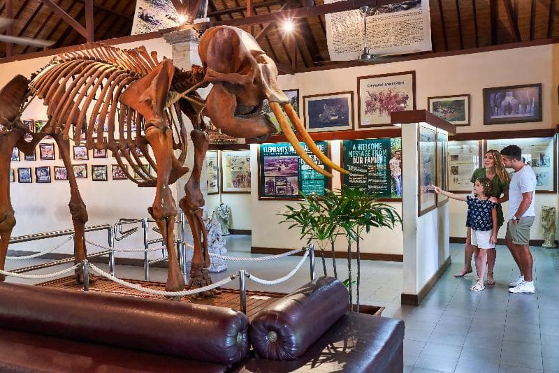 Mason Elephant Park & Lodge 2