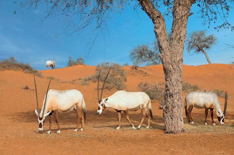 The Ritz-Carlton Ras Al Khaimah, Al Wadi Desert 5