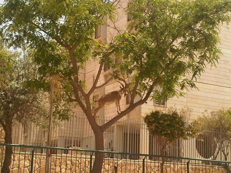 Ramon Hotel 5