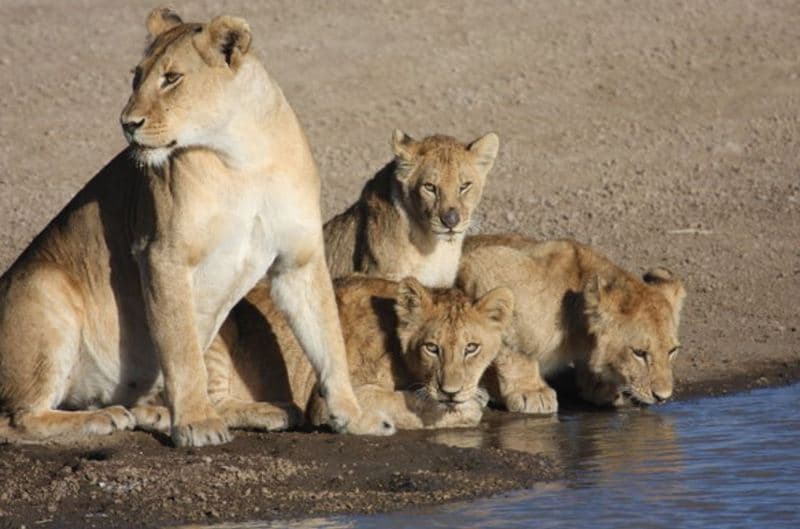 Kirawira Serena Camp photo 1