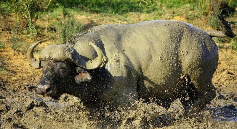 Pumba Private Game Reserve 3