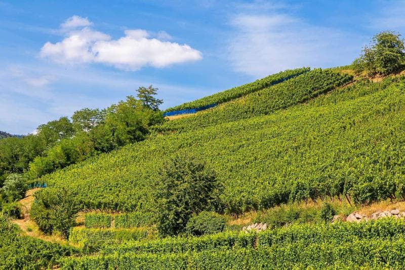Best Western Hotel & SPA Le Schoenenbourg 4