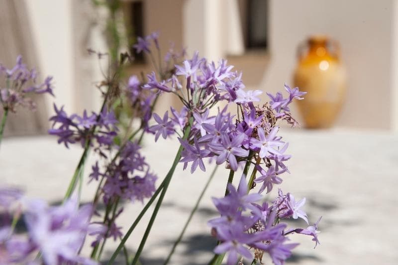Masseria Panareo photo 1