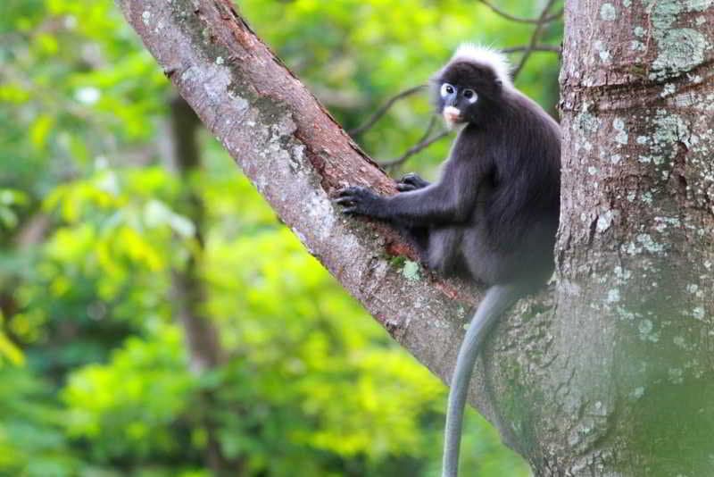 Ambong Ambong Langkawi Rainforest Retreat main