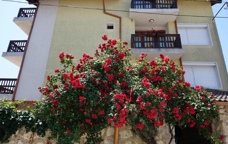 Margarita Hotel photo 1