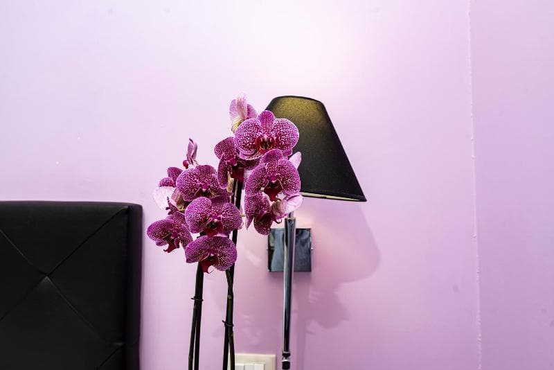 Imperium Suite Navona photo 1