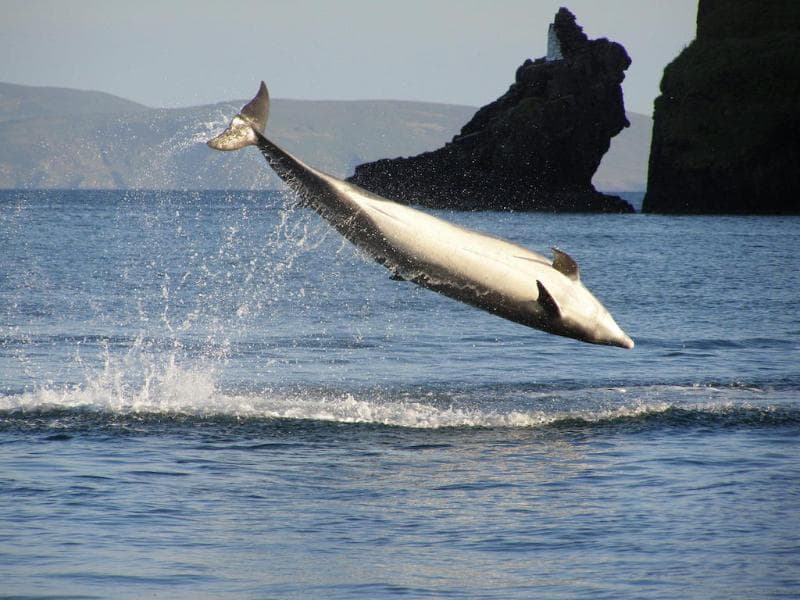 Dingle Skellig 5
