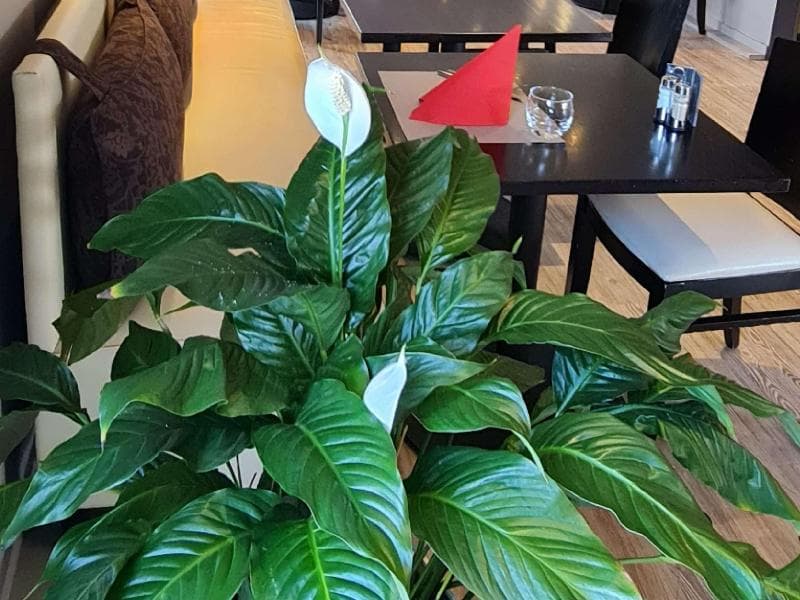 Hôtel Ibis Vannes 5