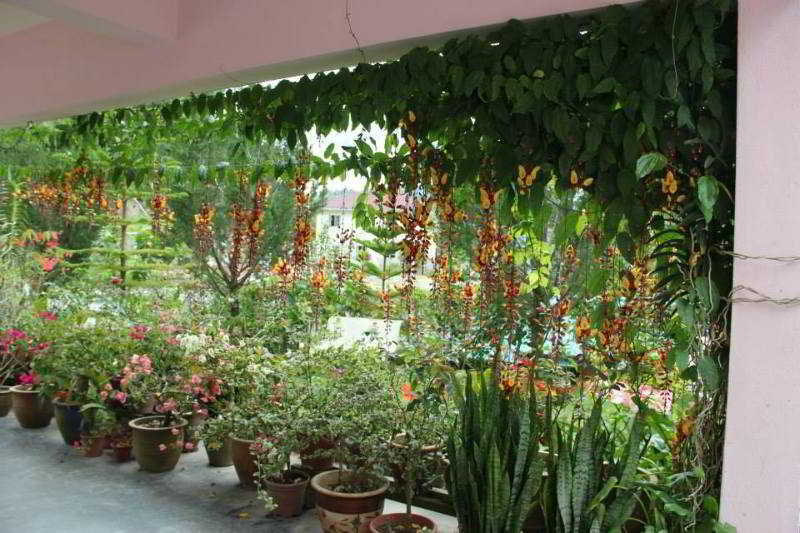 Krs Pines Hotel 4