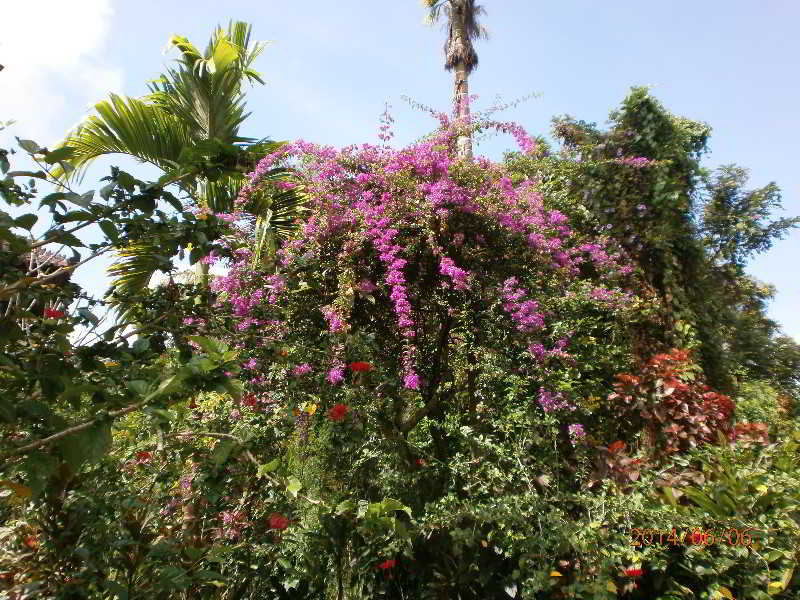 Ubud Inn Cottage photo 1
