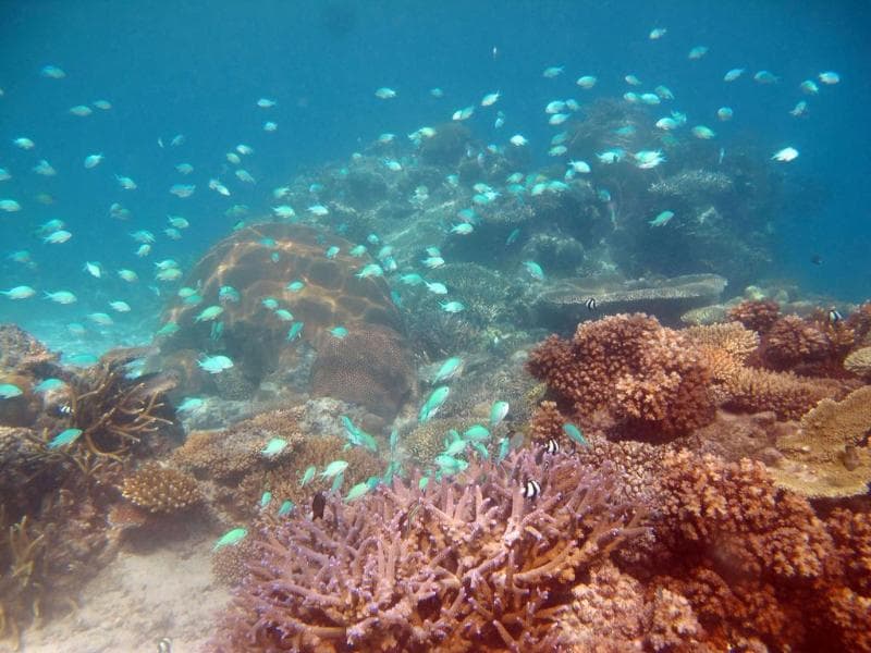 Mantaray Island Resort photo 1