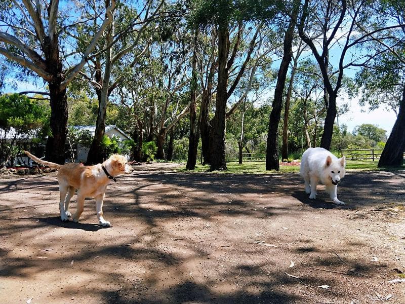 Twelve Apostles Motel & Country Retreat 4