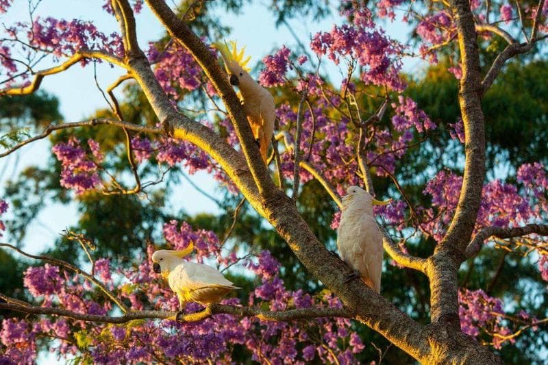 Tamborine Mountain Bed And Breakfast (Adults Only) 4