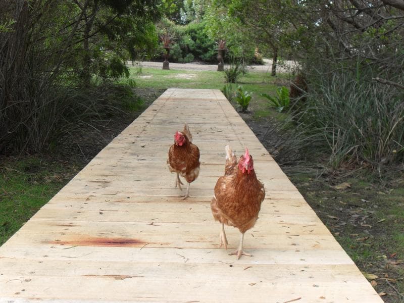 Sandpiper Ocean Cottages 5