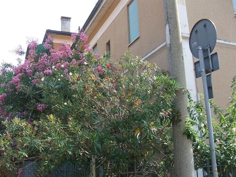 B&B Accorsi photo 1