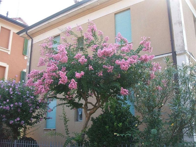 B&B Accorsi 3