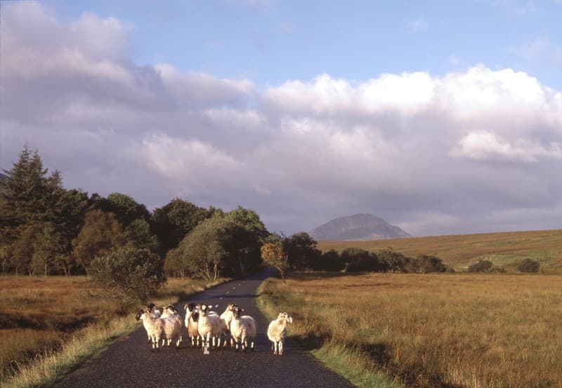 Mount Errigal Hotel 4