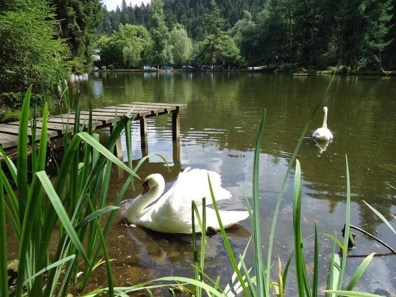 Hotel Langenwaldsee 3