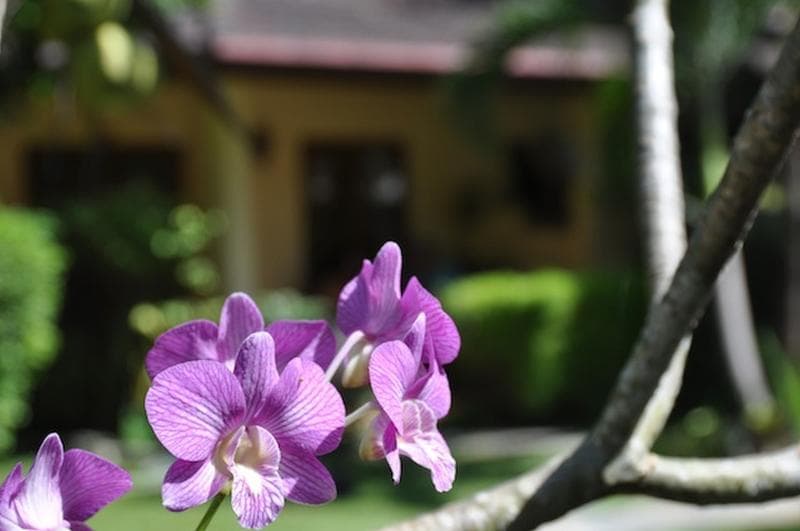 Palm Garden Resort 3