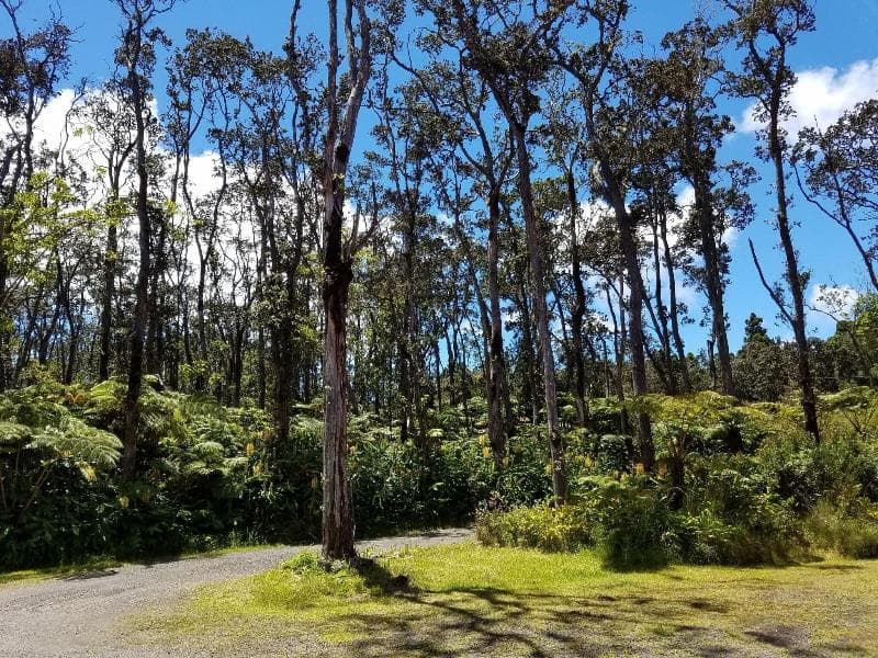Volcano Forest Inn photo 1